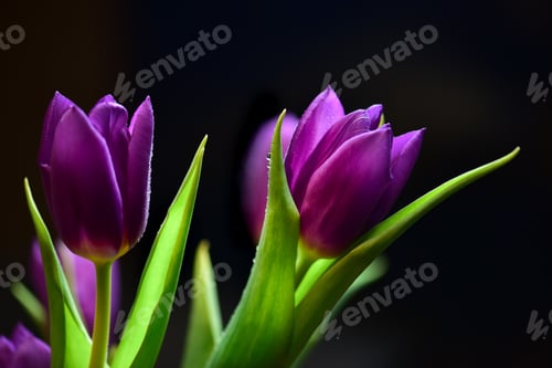 Preview: Beautiful purple tulips with water drops on a black background