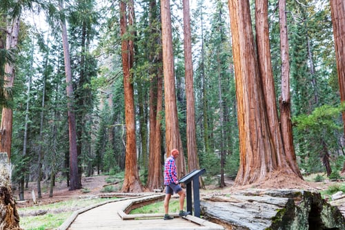 Preview: Sequoia