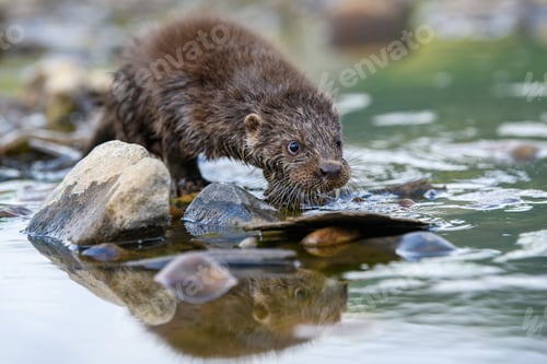 Preview: Lutra in nature habitat. Portrait of water predator