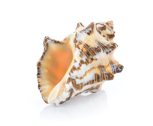 Preview: sea shell isolated on white background