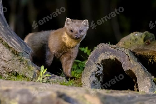 Preview: Pine marten on trunk in forest at night