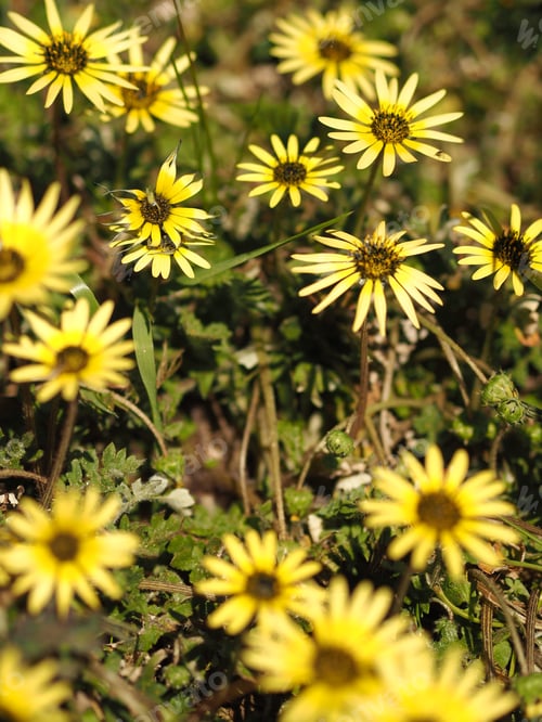 Preview: Weeds from above