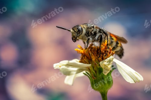 Preview: Closeup shot of a bee collecting pollen from a flower in a garden