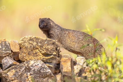 Preview: Egyptian Mongoose in Extremadura Spain