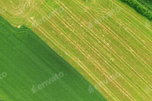 Preview: Splendid aerial photography of green wavy field in sunny day. Top view drone shot.