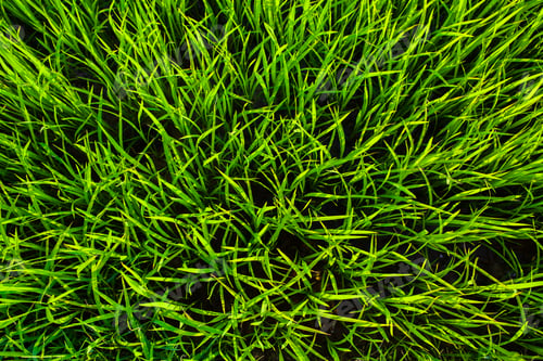 Preview: grass texture background