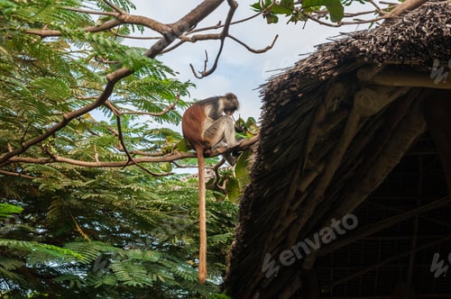 Preview: Red colobus at the time of the meal on the tree. The island of Zanzibar, Tanzania