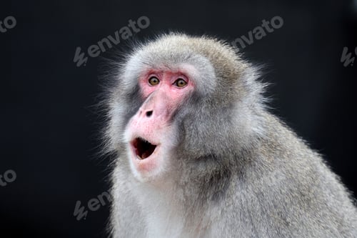 Preview: The Japanese macaque (Macaca fuscata), also known as the snow monkey