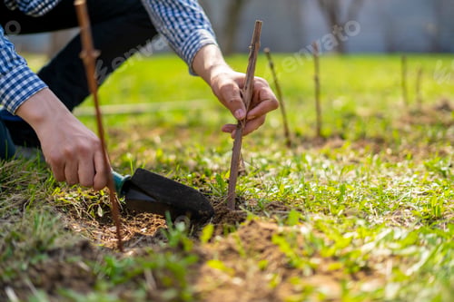 Preview: close up gardener plant grapes branch in the soil b