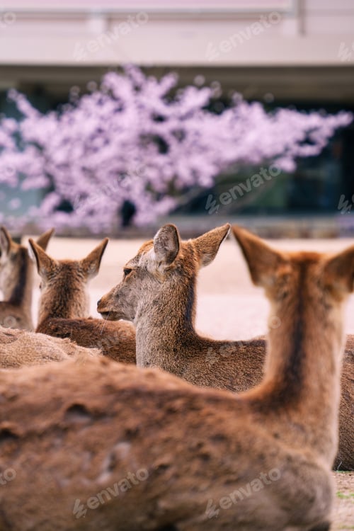 Preview: Herd of deer living in the forest at Nara Park