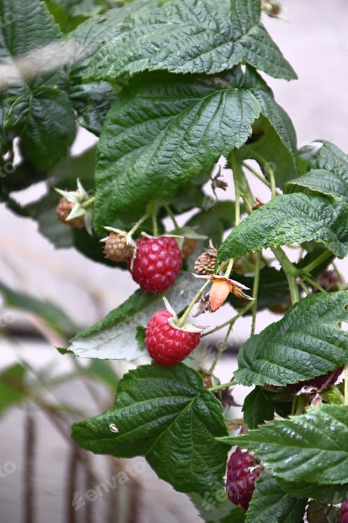 Preview: ripe and ready to eat raspberries on raspberry plant