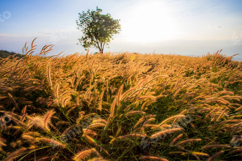 Preview: soft focus of grass and golden light at dusk