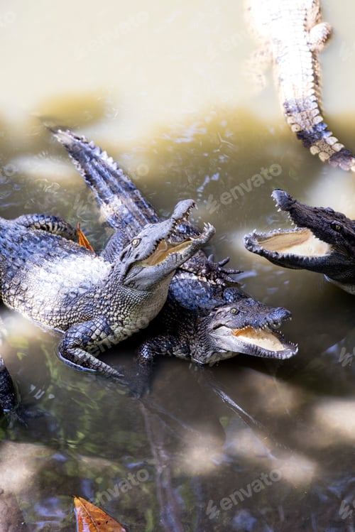 Preview: Siamese crocodiles Mekong delta in Vietnam