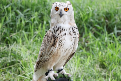 Preview: Siberian eagle owl resting in the meadow