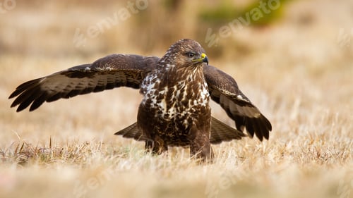 Preview: Common buzzard landing on meadow in autumn nature