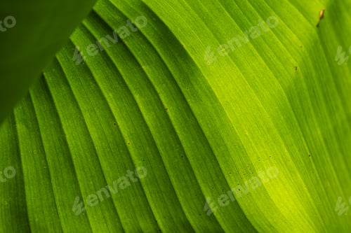 Preview: A Detailed CloseUp Capture of Lush Green Banana Leaf Textures and Various Intricate Patterns