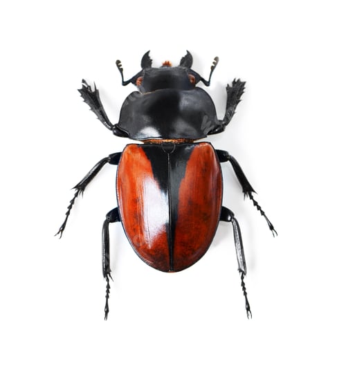 Preview: Bold and beautiful bugs. Studio shot of a red and black beetle isolated on white.