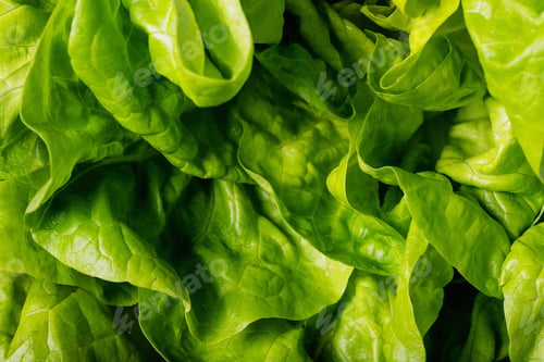 Preview: Fresh lettuce