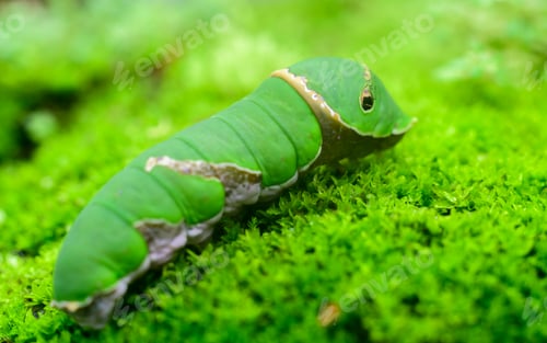 Preview: Common Mormon larva close-up macro photograph.