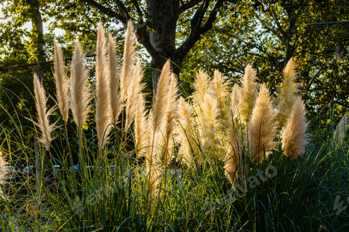 Preview: Pampas grass outdoor in light pastel colors, reed layer, reed seeds