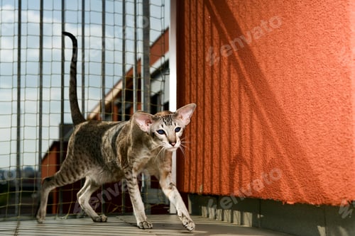 Preview: adorable siamese cat kitten with blue eyes walking around red wall