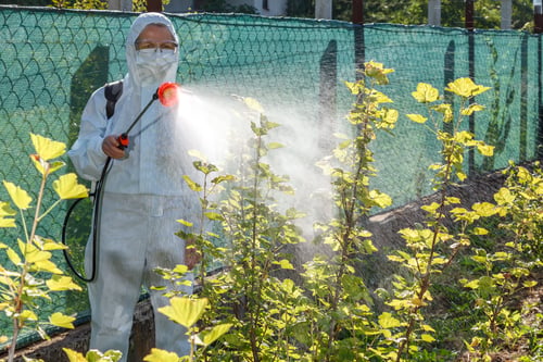 Preview: Spring-year treatment with insecticides and currant fungicides