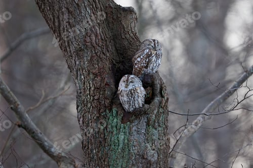 Preview: Tawny owl (Strix aluco)