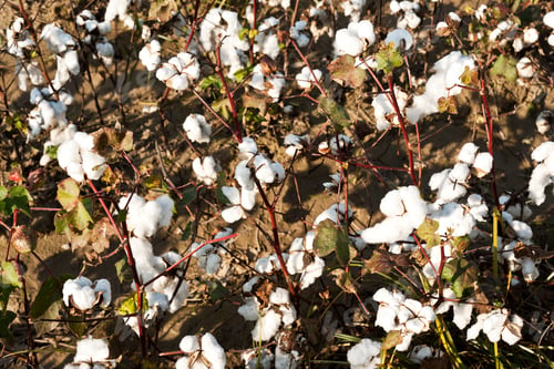 Preview: cotton farm