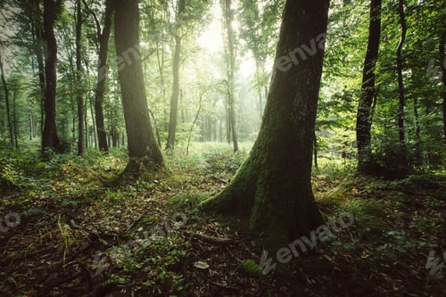 Preview: Enchanted green woods with sunshine