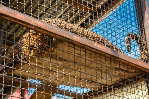 Preview: The male leopard is resting