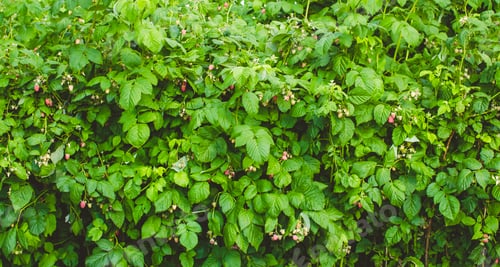 Preview: raspberry garden on a summer day