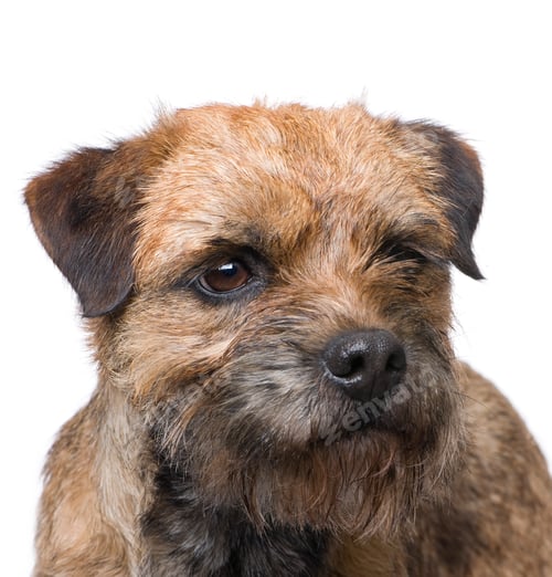 Preview: Border terrier