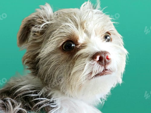 Preview: Portrait of cute dog looking at the camera.