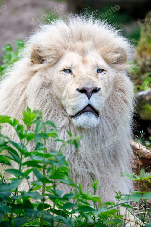 Preview: White Lion (PANTHERA LEO) portrait
