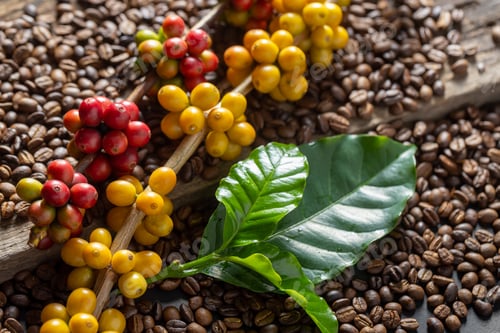 Preview: Coffee beans on coffee green leaves on wooden background, Fresh coffee beans on wooden background
