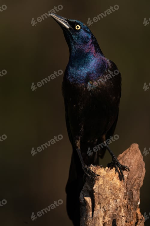 Preview: Common Grackle