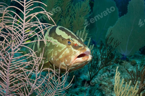 Preview: A Nassau grouper lurking among coral branches in the deep blue sea.