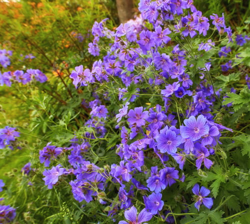 Preview: Summer garden