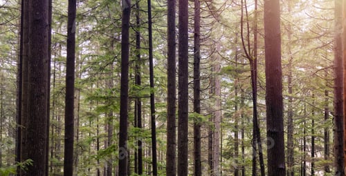 Preview: Canadian Rain Forest. View of Fresh Green Trees in the Woods