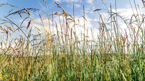 Preview: Closeup shot of cereals in a field against the blue sky