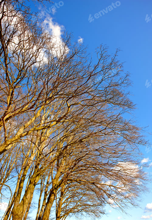 Preview: Autumn trees