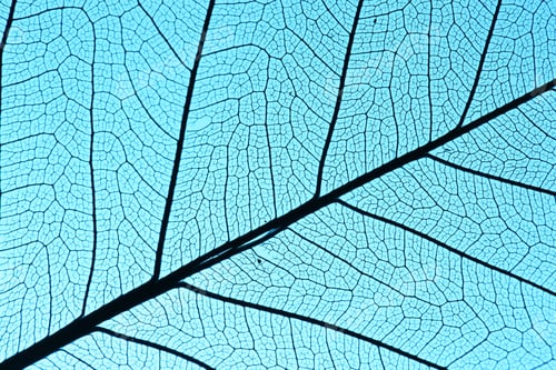 Preview: Beautiful skeleton leaf on light blue background, macro view