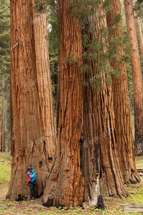 Preview: Mother With Infant Visit Sequoia National Park In California, Usa