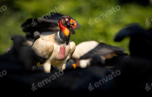 Preview: A King Vulture in Costa Rica
