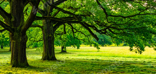Preview: a mowed meadow in the park and green trees