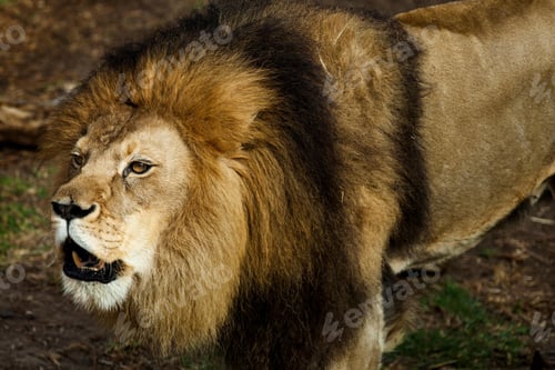 Preview: lion, roaring, opening, mouth