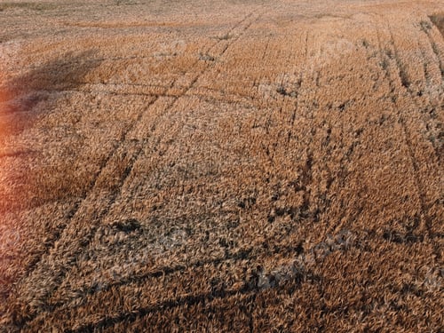 Preview: Aerial photography of soft wheat or barley field crop land