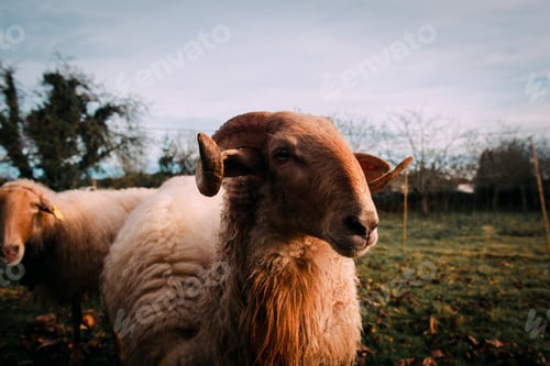 Preview: Sheep on green grass near bushes