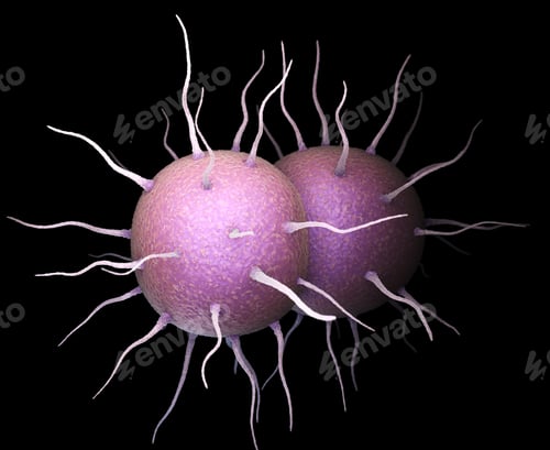 Preview: Neisseria gonorrhoeae Bacteria