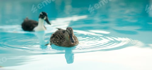 Preview: Pair of Mating Ducks Hotel Pool Wild Animal Bird